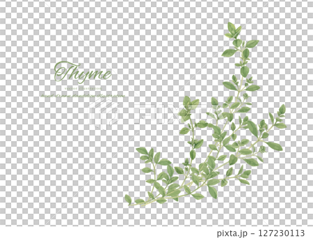 水彩で描いたタイムのイラストセット 127230113