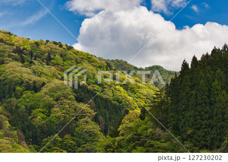新緑に包まれた龍ヶ鼻ダム 127230202