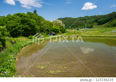長和町の水田風景　のどかな田舎 127230214