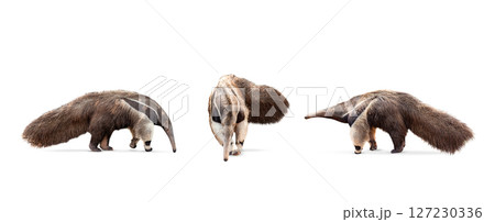 collection, Giant anteater isolated on White Background. clipping path included. Anteater zoo animal walking facing side. Giant Anteater, Myrmecophaga tridactyla, animal with long tail ane long nose. 127230336