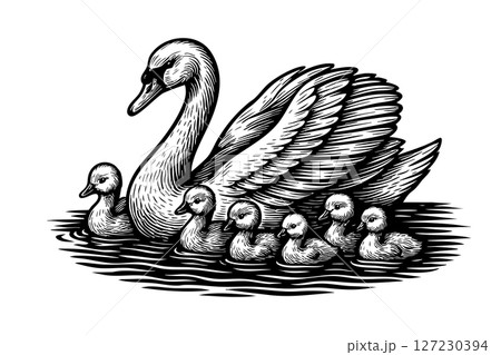 Monochrome vector illustration of a swan and baby swan swimming on water. Elegant family scene in bold ink style, isolated on white background. 127230394