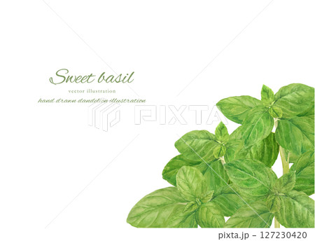 水彩で描いた新鮮なスイートバジルのカットイラスト素材 127230420