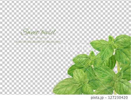 水彩で描いた新鮮なスイートバジルのカットイラスト素材 127230420