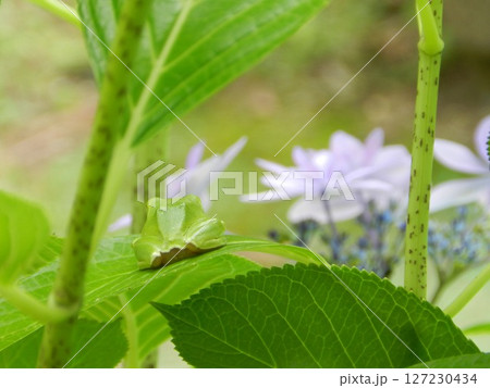 カエルとアジサイの花 127230434