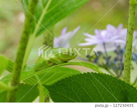 カエルとアジサイの花 127230435