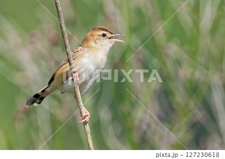 枯草に留まって鳴くセッカ 枯草に留まって鳴くセッカ 127230618