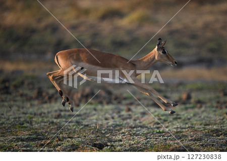 Female impala jumping across plain in mid-air Female impala jumping across plain in mid-air 127230838