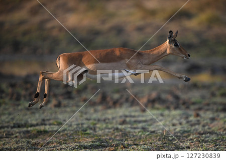 Female impala jumping across savanna in mid-air Female impala jumping across savanna in mid-air 127230839