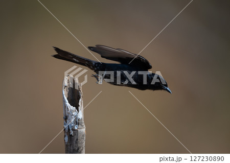 Fork-tailed drongo takes off from bamboo post 127230890
