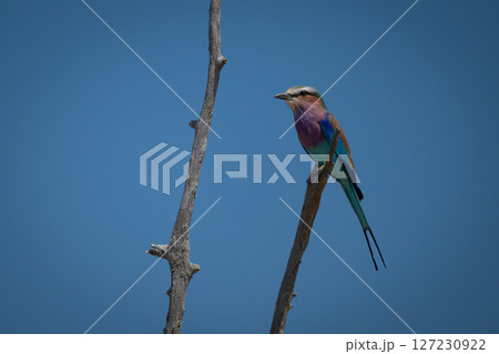 Lilac-breasted roller facing left on dead branch 127230922