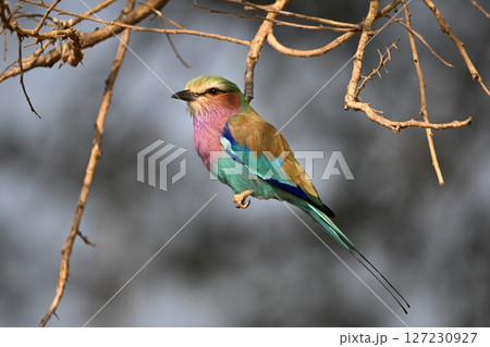 Lilac-breasted roller in profile among tangled branches 127230927