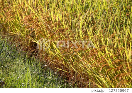 収穫間近の稲穂 127230967