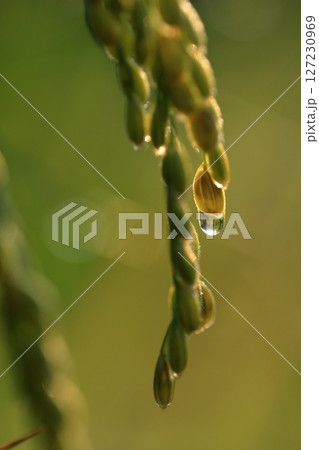 朝露に濡れる稲穂 127230969