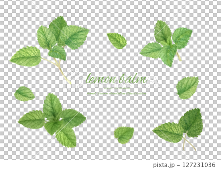 Watercolor illustration of lemon balm 127231036