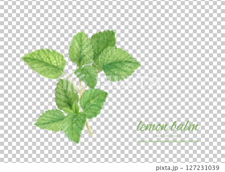 Watercolor illustration of lemon balm 127231039