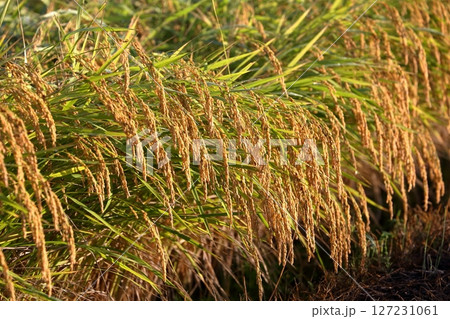 収穫間近の山田錦 収穫間近の山田錦 127231061