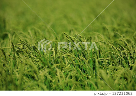 夏日が光る稲穂 夏日が光る稲穂 127231062