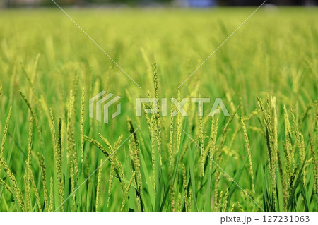 夏日が光る稲穂 127231063
