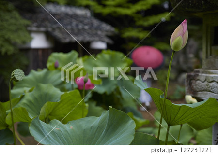 灯籠の間から見える蓮の花 127231221