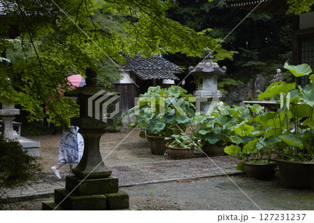 灯籠の間から見える蓮の花 灯籠の間から見える蓮の花 127231237