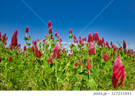 色あざやかストロベリーキャンドル 127231841