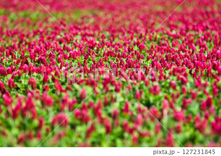 色あざやかストロベリーキャンドル 127231845