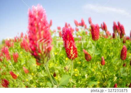 色あざやかストロベリーキャンドル 127231875