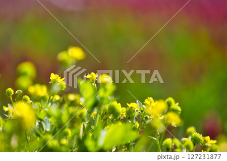 色あざやかストロベリーキャンドル 127231877