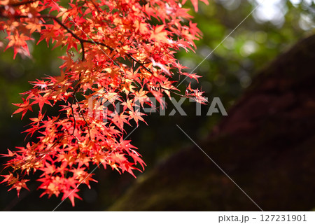 紅葉の風景 127231901