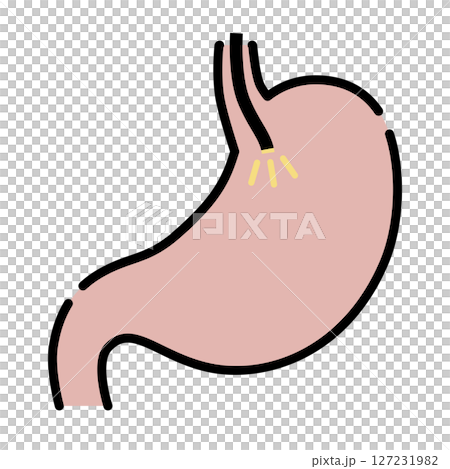 Stomach being examined with a gastroscope 127231982