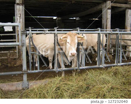 牛（撮影地：フランス） 127232040