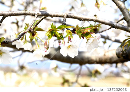 小野桜回廊 127232068