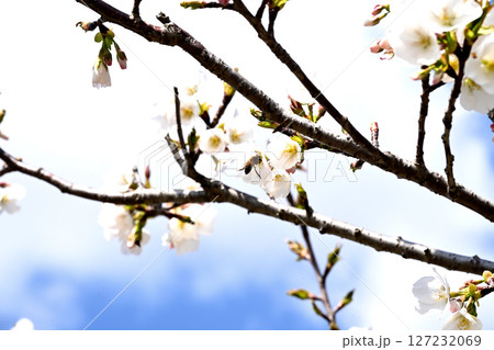 小野桜回廊 127232069