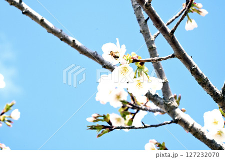 小野桜回廊 127232070