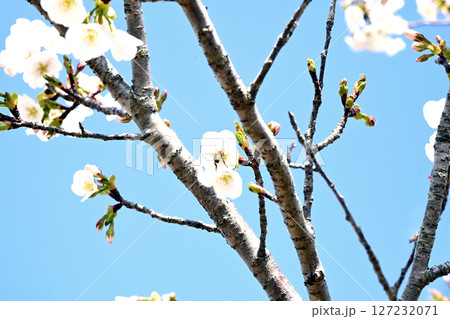 小野桜回廊 127232071