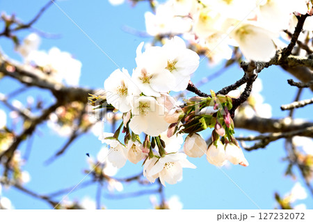 小野桜回廊 127232072