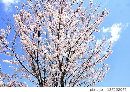 小野桜回廊 小野桜回廊 127232075