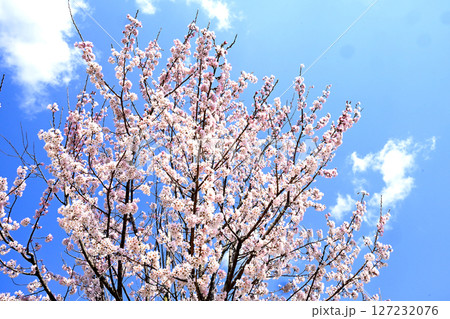 小野桜回廊 小野桜回廊 127232076