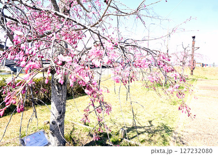 小野桜回廊 小野桜回廊 127232080