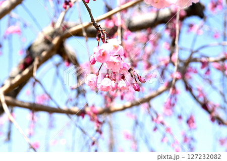 小野桜回廊 小野桜回廊 127232082