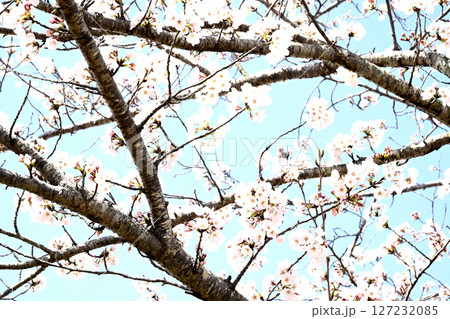 小野桜回廊 小野桜回廊 127232085