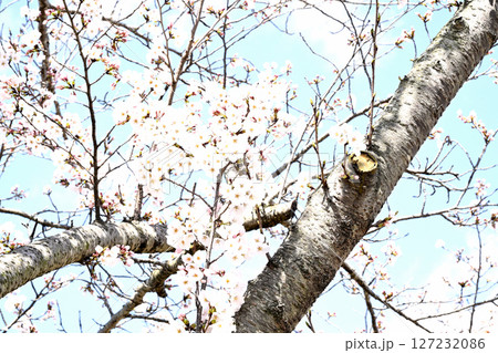 小野桜回廊桜 小野桜回廊桜 127232086