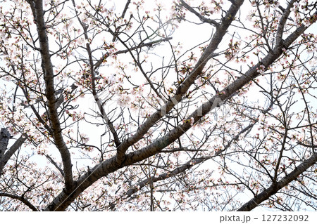 小野桜回廊 小野桜回廊 127232092