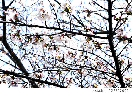 小野桜回廊 小野桜回廊 127232093