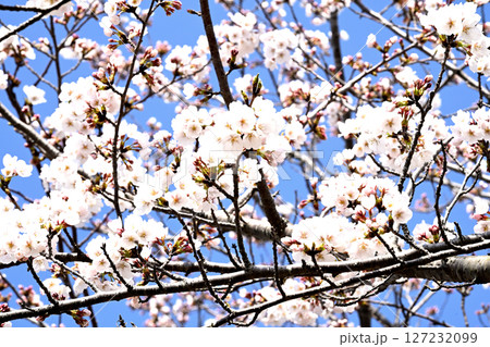 小野桜回廊 小野桜回廊 127232099