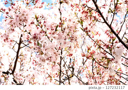 小野桜回廊 小野桜回廊 127232117