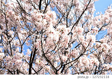 小野桜回廊 127232118