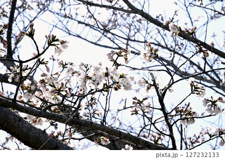 小野桜回廊 小野桜回廊 127232133