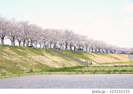 小野桜回廊 127232135