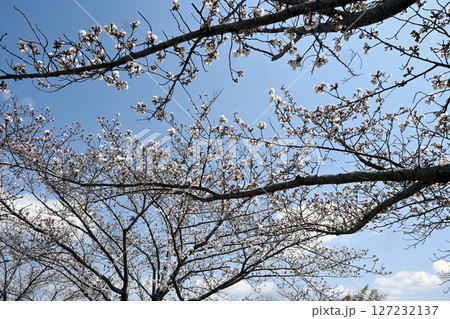 小野桜回廊 小野桜回廊 127232137